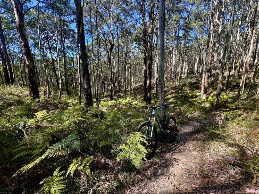 Image of the wombat mtb trails with ferns in foreground