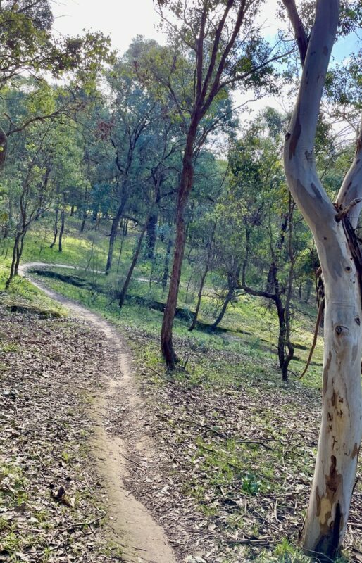 winding singletrack at Plenty Gorge mountain bike trails