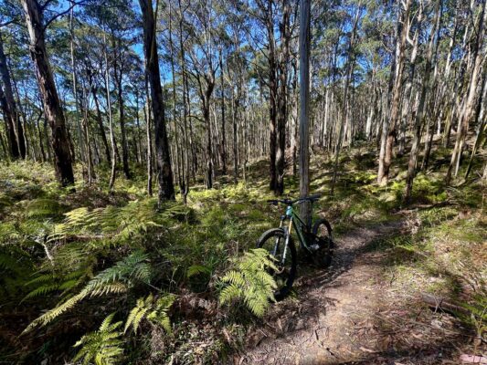 Mountain bike trail with ferns in background and bike in foreground at theWoodedn mtb trails