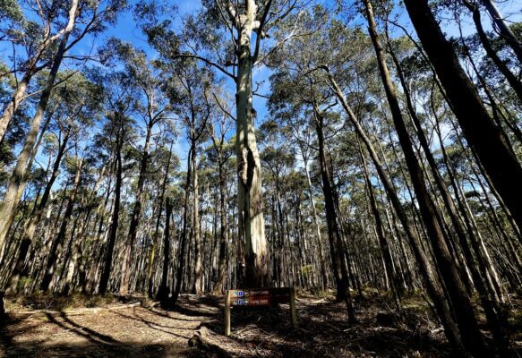 Tall eucalyptus trees at the junction of the short and long loops at Woodend mtb trails.