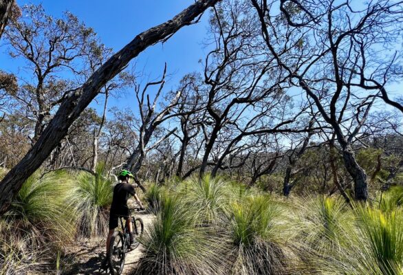 mountain bike rider riding through grasstrees at Anglesea mountain bike trails