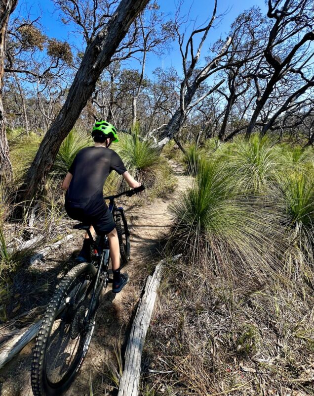 Mountain biker riding at Anglesea mountain bike trails through grass tress