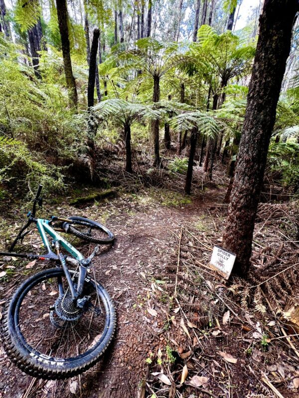 Bike laying down at the Buxton MTB trails with ferns and forest in the background