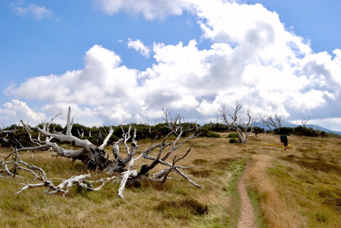 Razorback trail with dead snowgums in foreground and white clouds overhead